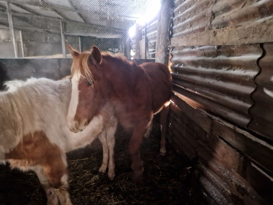 Жеребец от тяжа ,