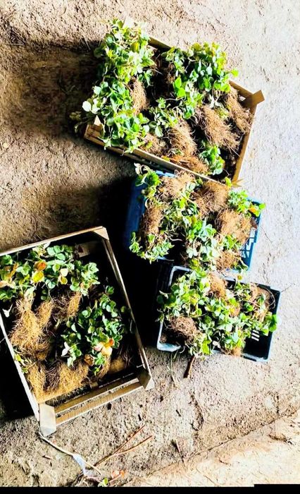 СУПЕР КАЧЕСТВЕН РАЗСАД Ягоди и Малини от Произведител