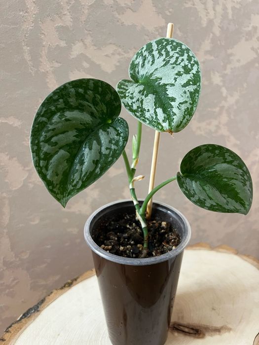 Продам Scindapsus pictus Trebie