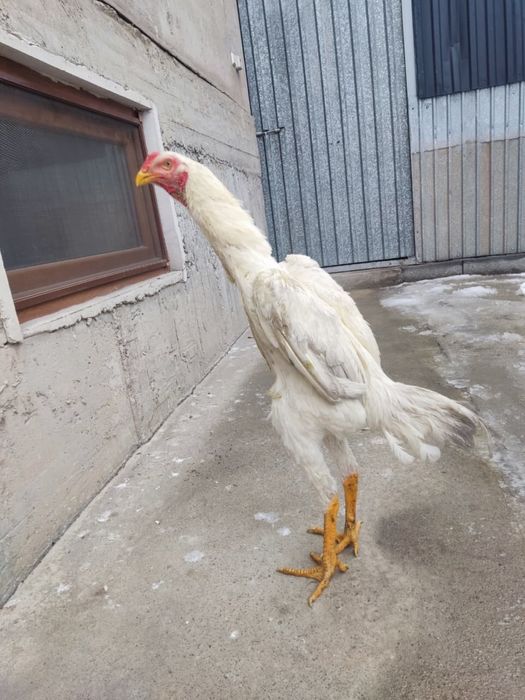 Продам бойцового петуха (Шамо)