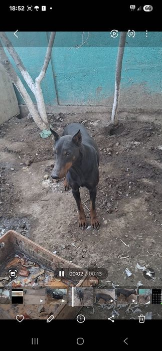 Доберман сатылады. Обмен бар.