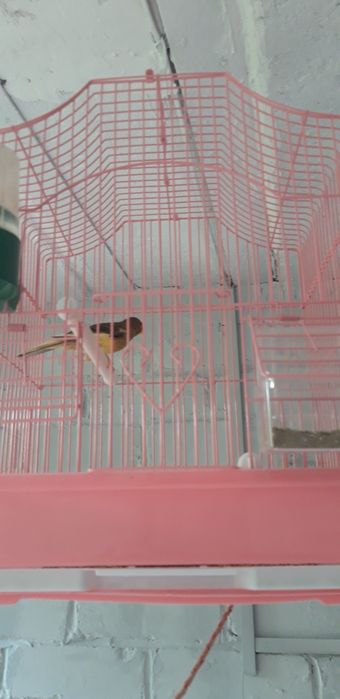 Кенара отлично поёт