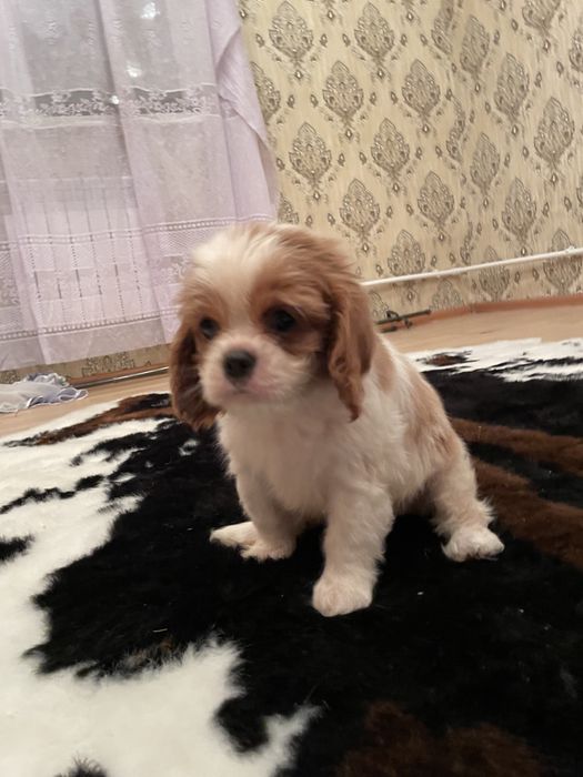 Кавалер кинг чарльз спаниель