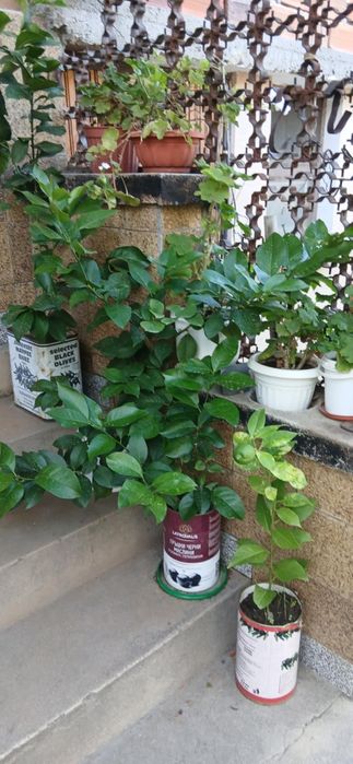 Лимони от присадка