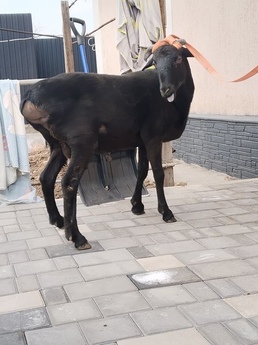 Қошкар, баран семіз.