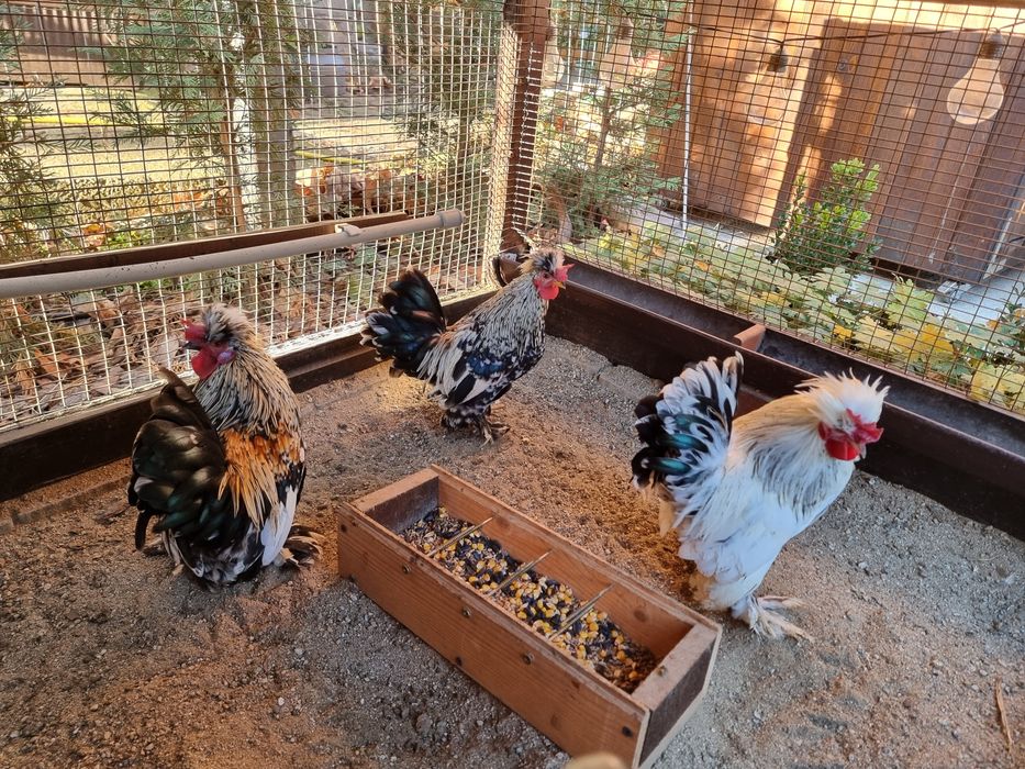 Бреговски джинки, София