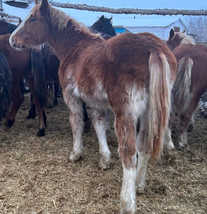 Жеребчиков на племя
