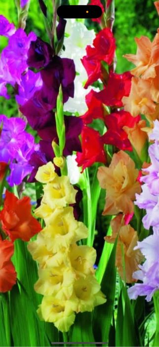Bulbi de gladiole irisi crini narcise lalele bujori