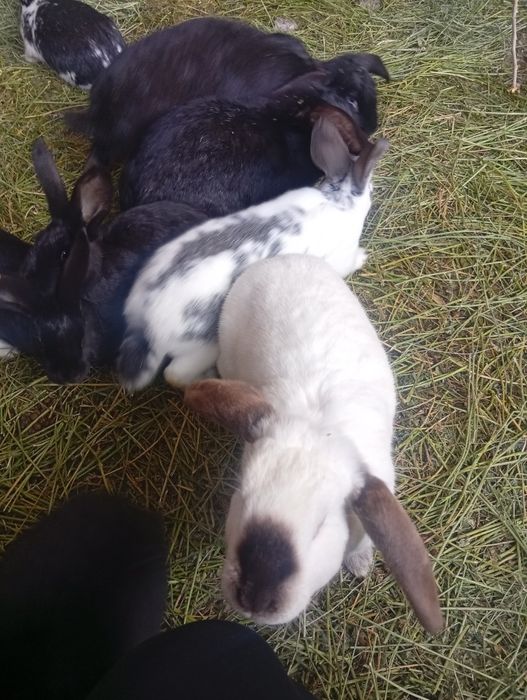 Продам крольчат разные