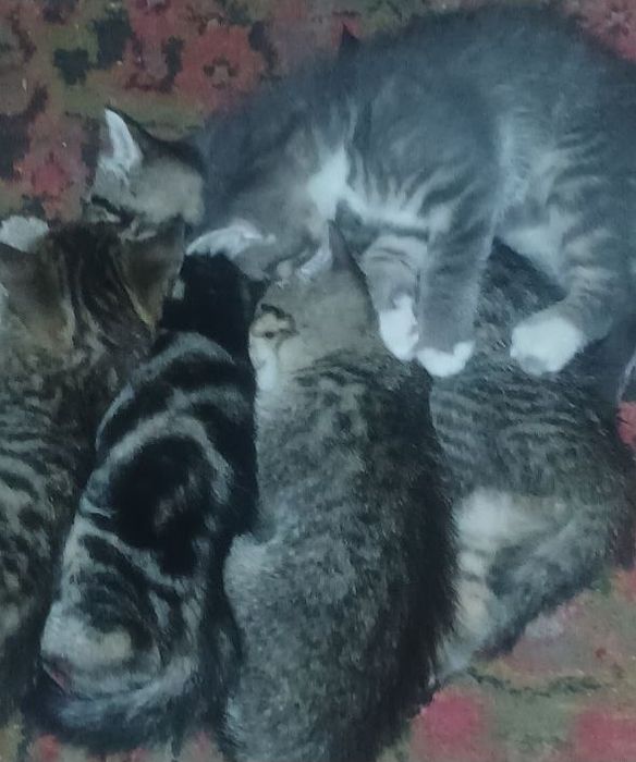 Отдадим в хорошие руки  двухмесячных котят