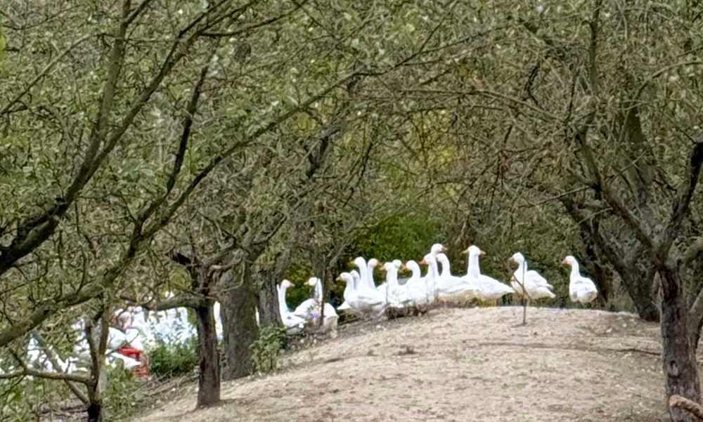Vand gâște de casă