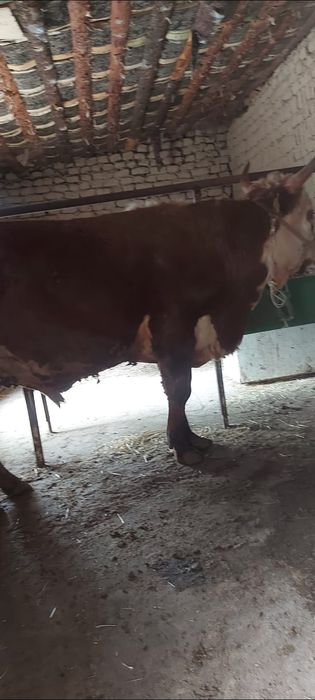 3 бас бұка сатылады