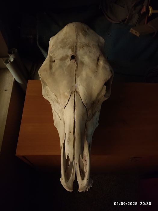 Череп от бик или кон (декорация)