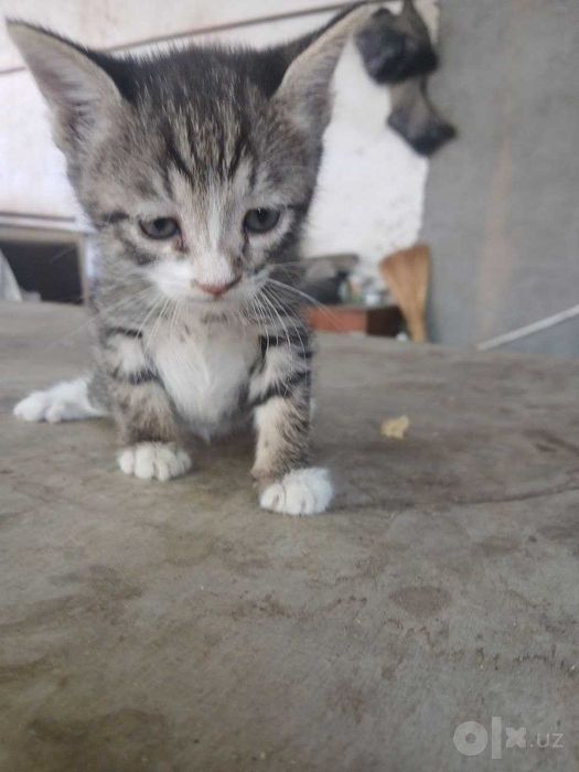 Отдам котят в добрые руки