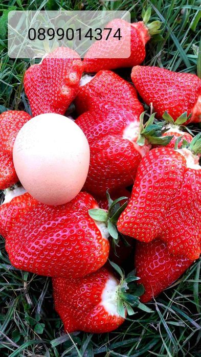 Целогодишен разсад ягоди и малини от производител