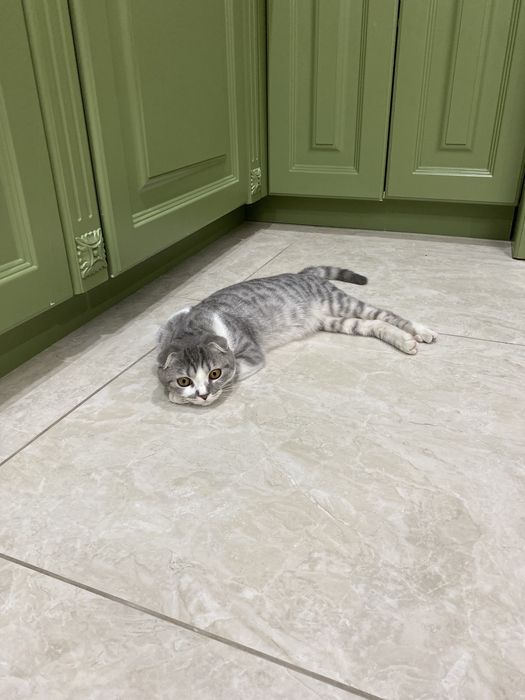 Кошка вислоухая скотиш фолд