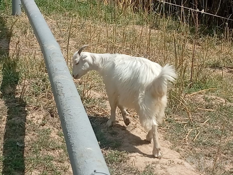 Sotiladi toza echki