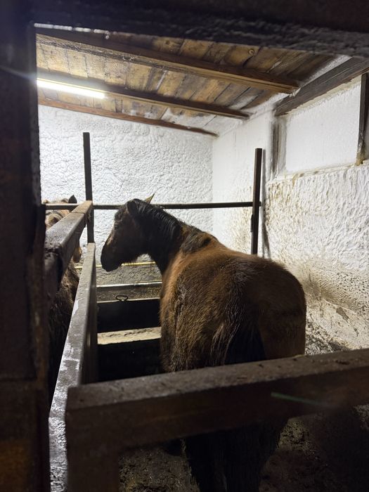 Лошадь с откорма крупная