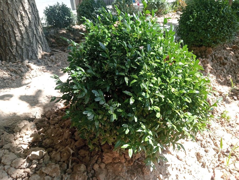 Shamshod gullari 6-8 yillik
