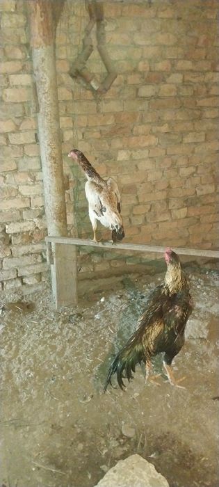 Дакан курица и петух