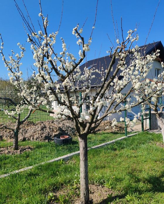 Curățare de copaci și viță de vie