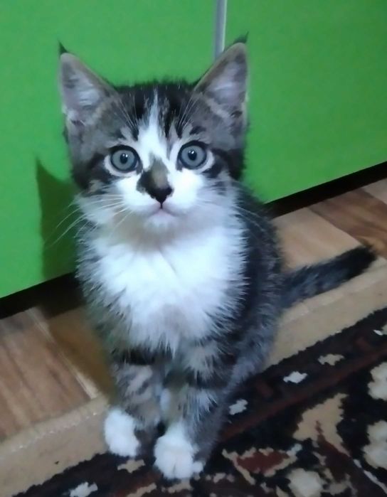 Котенок домашний