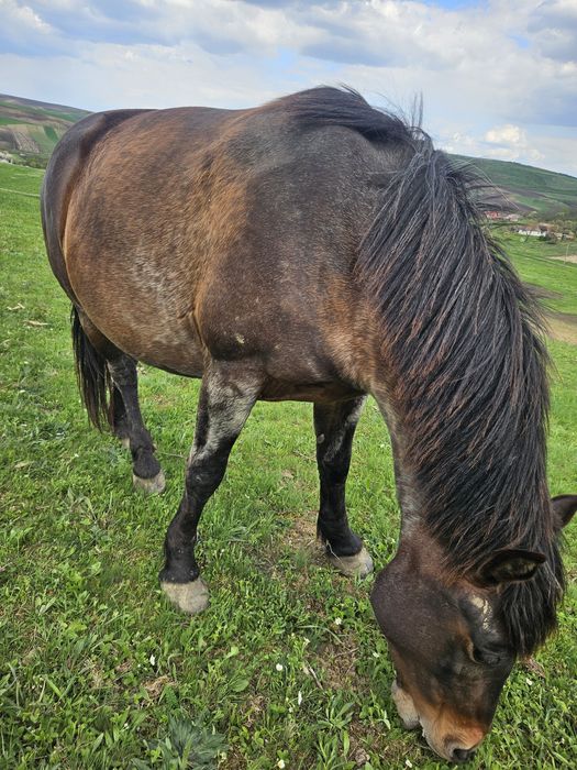 iapă bândă  de căruță și călare