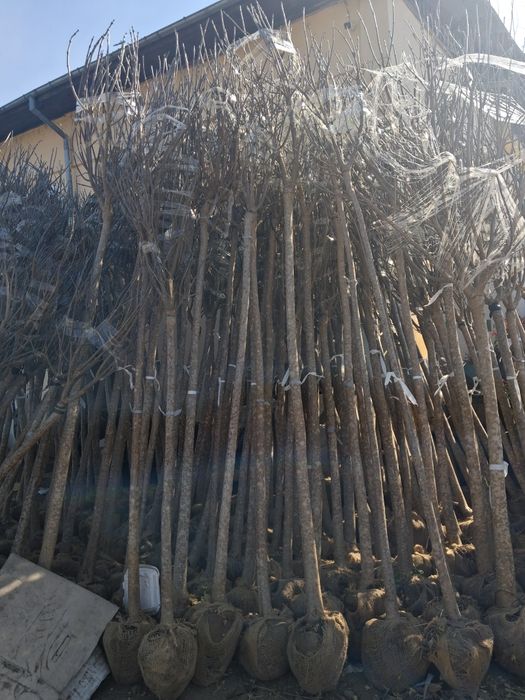 Amenajez spați verzi leyladi