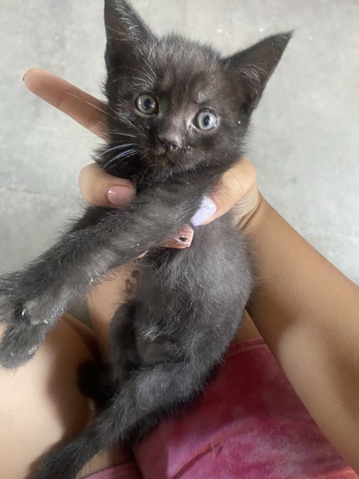 Котенок 1,5 месяца