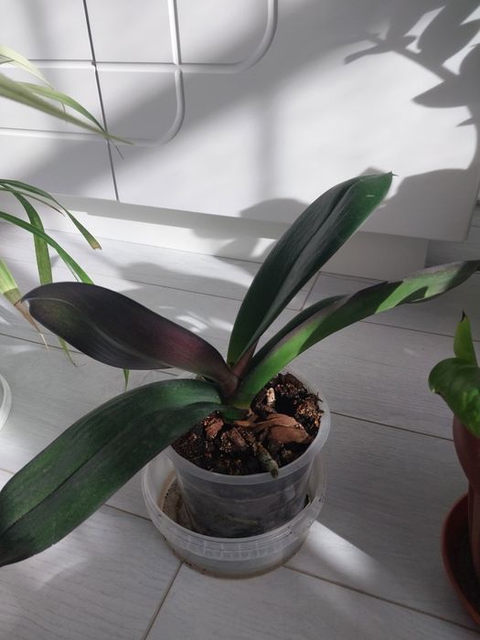 Срочно !!!Продам комнатные цветы.