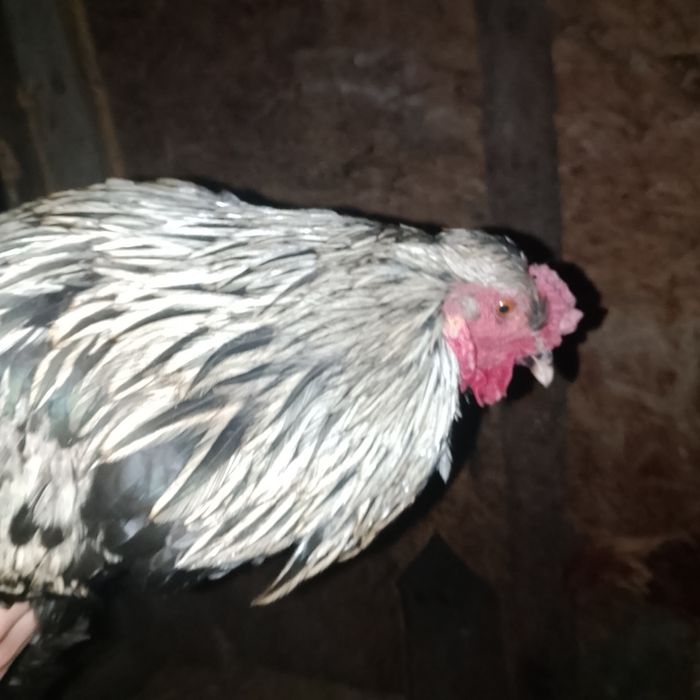 Продаю питушка полу брамы