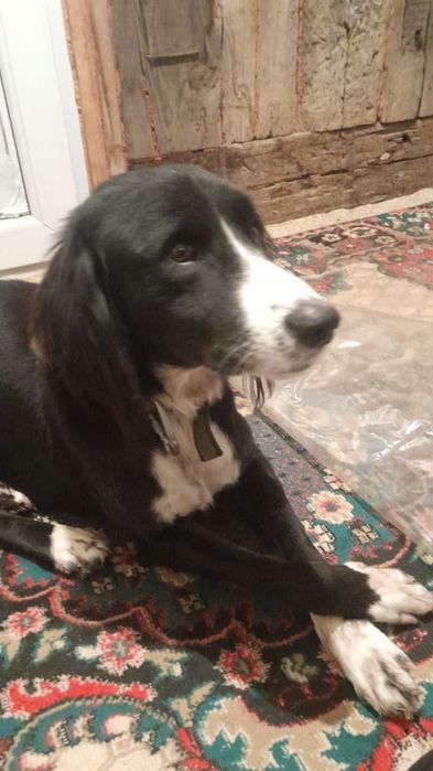 Тазы ит сатылады