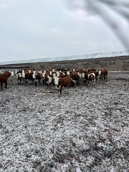 Крс телки казакски белоголовый