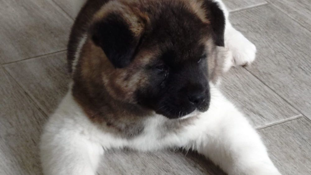 Mascul akita american