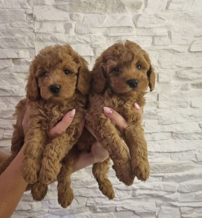 Той Пудел Мини Пудел