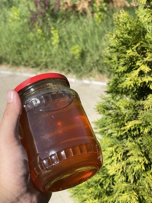 Asal tabiyy kiyik o’ti asli