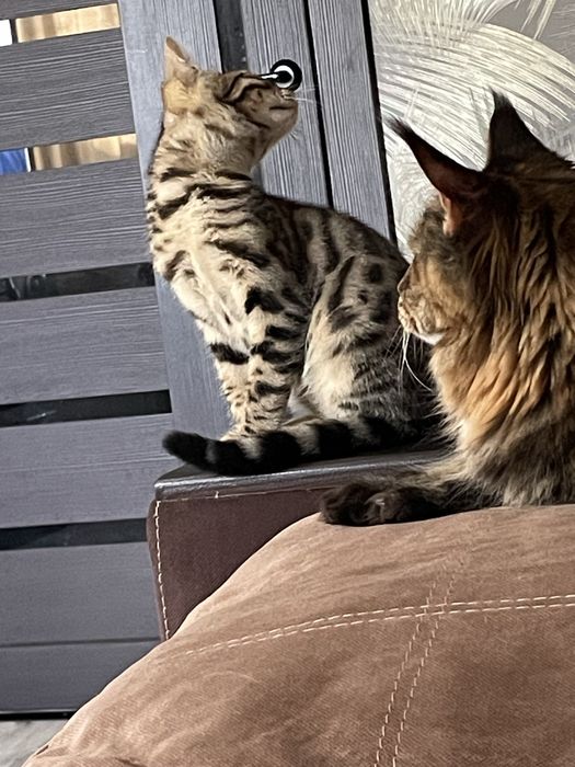 Бенгальские котята