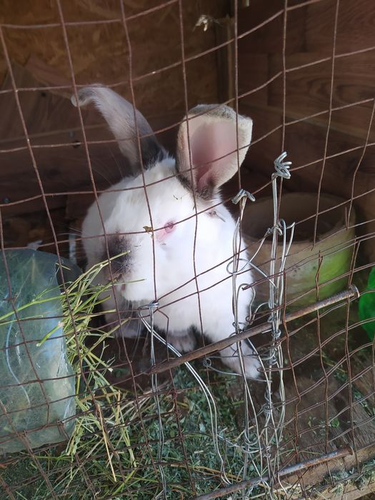 Продам Кроликов.