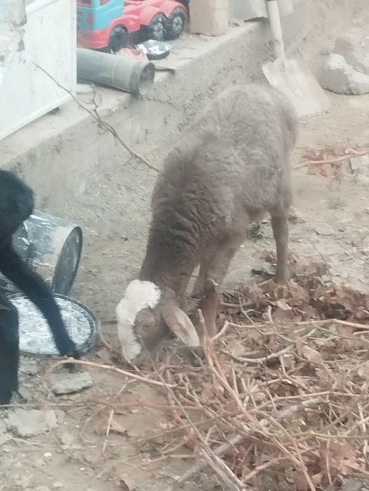 Продам барана гусарский