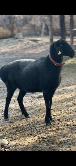 Саулык сатылады линия корабль