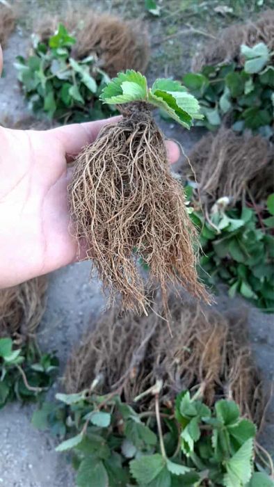 Разсад ягоди Азия, Клауди, Ароза – силен разсад, евтино 0.25 €