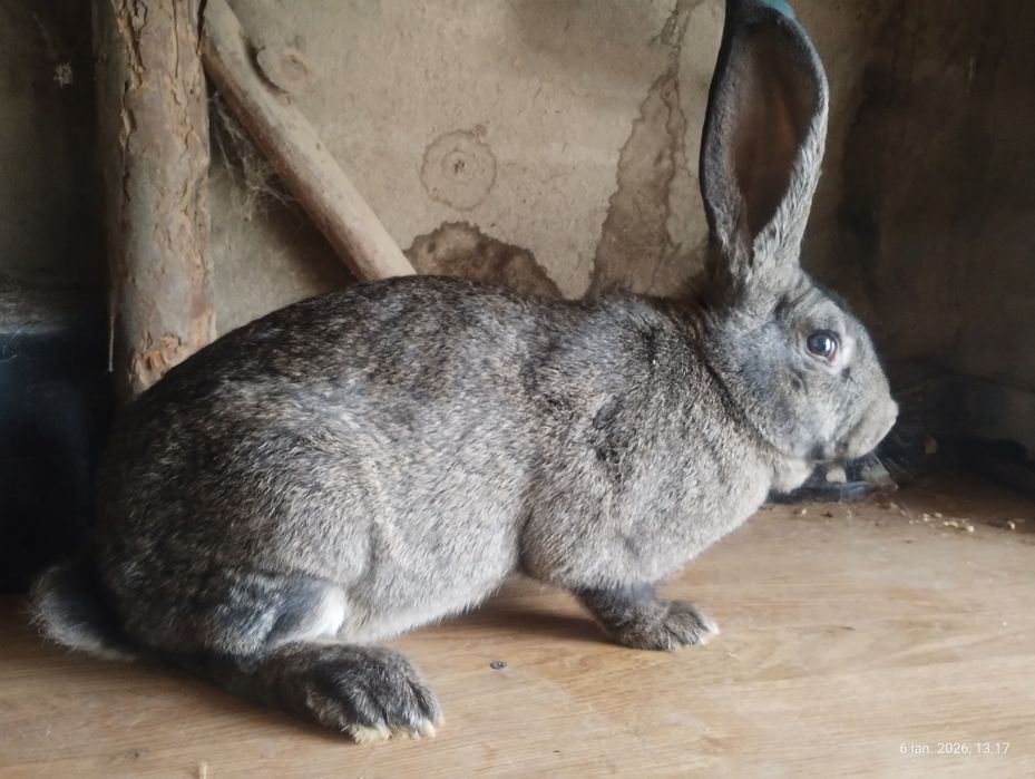 Iepuroaică de vânzare