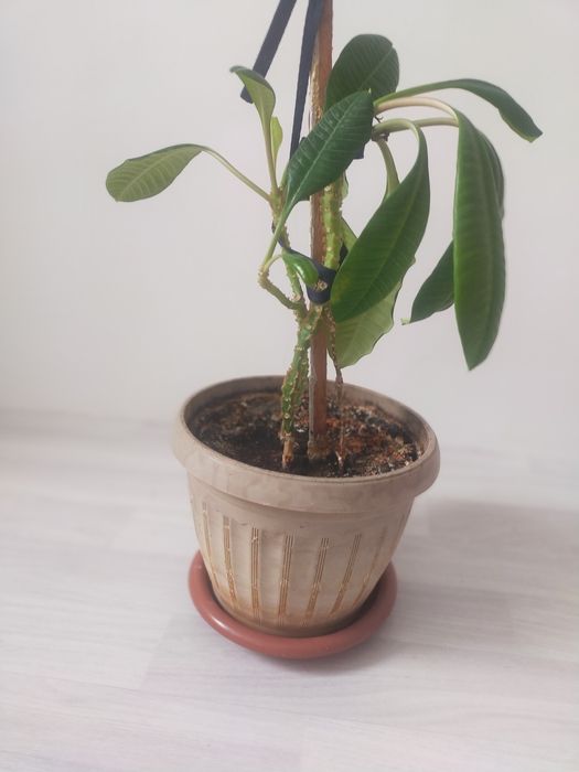 цветы в горшках 3