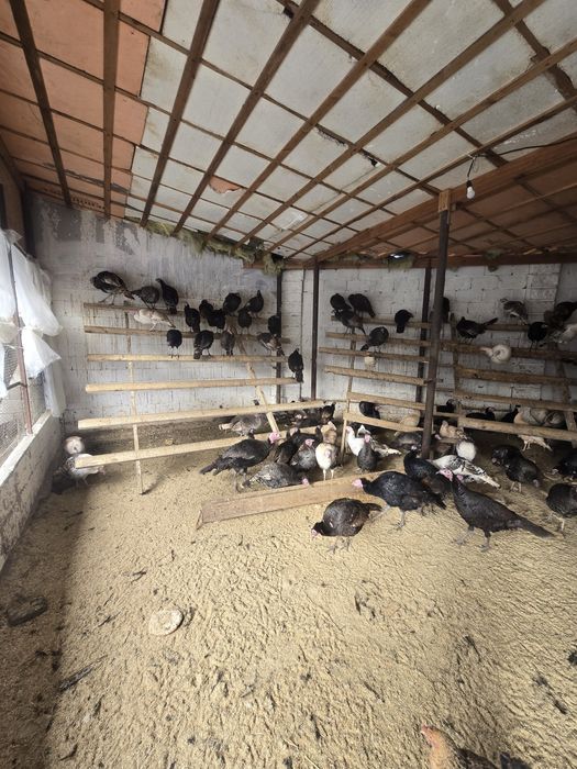 Индюк тер сатылады