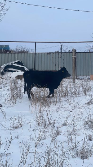Баспак қашар сүтті сиырдың баласы