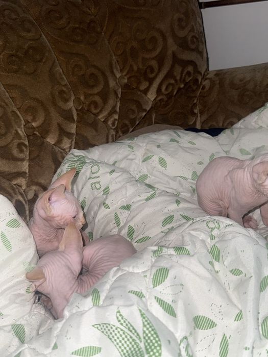 Vand pui de Sphynx