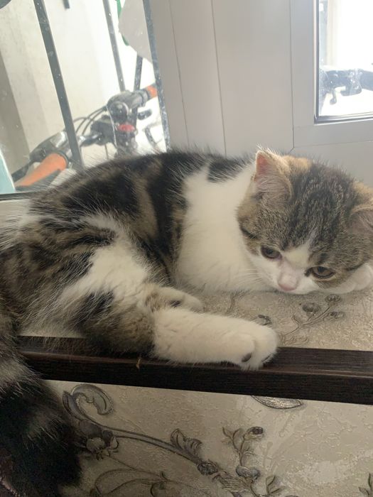 Скотиш страйт девочка