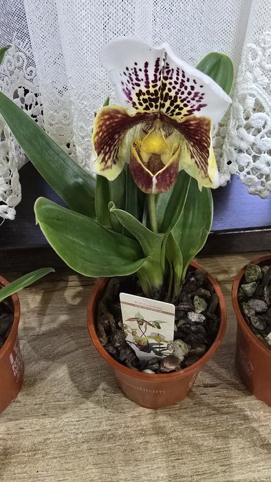 Орхидея венерин башмачок.