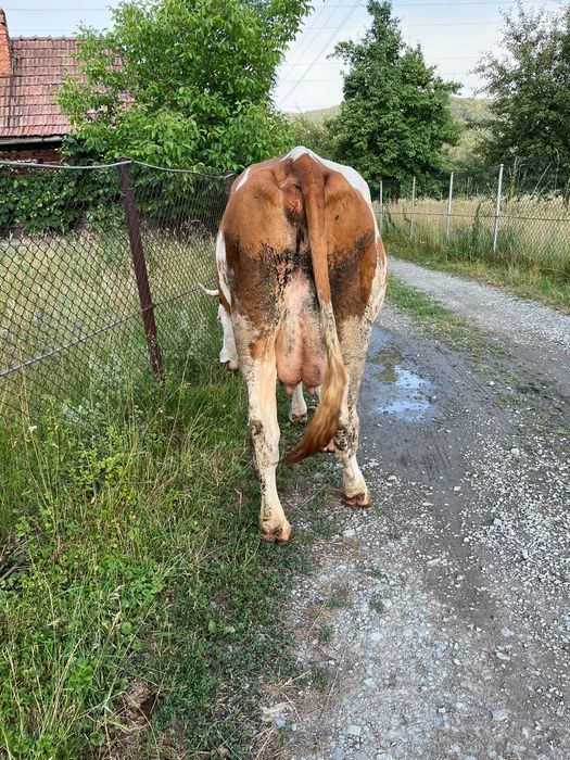 Vaca cu vitel de vanzare