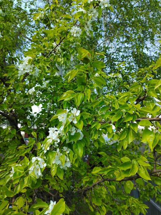 Продам дачу.  С/О Дружба.